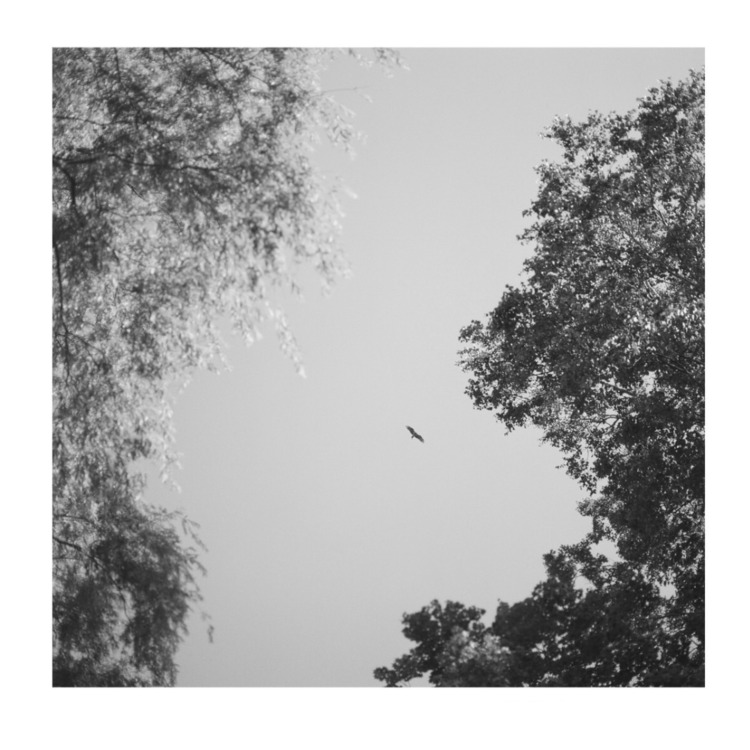 Chima ALBUM「Julis Bird」